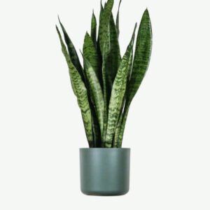 Home plants ecommerce product featured img 1