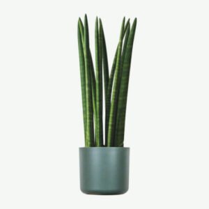 Home plants ecommerce product featured img 10