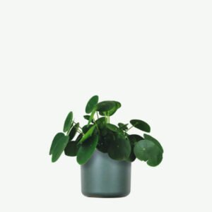 Home plants ecommerce product featured img 11