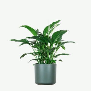 Home plants ecommerce product featured img 15