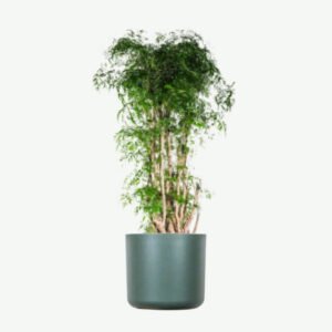 Home plants ecommerce product featured img 19
