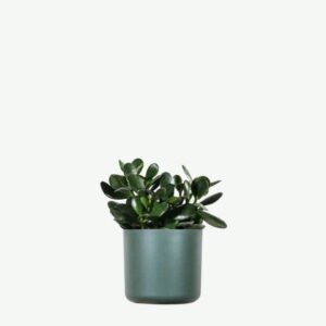 Home plants ecommerce product featured img 2